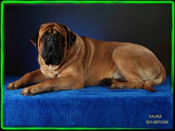 Stonehaven Mastiffs The Main Attraction