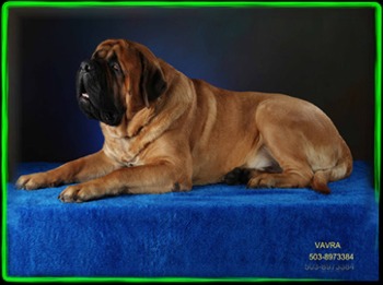 Stonehaven Mastiffs The Main Attraction