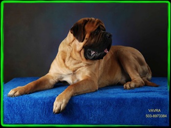 Stonehaven Mastiffs The Main Attraction