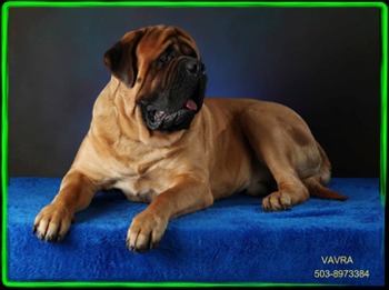 Stonehaven Mastiffs The Main Attraction