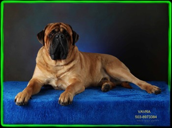 Stonehaven Mastiffs The Main Attraction