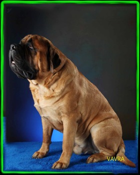 Stonehaven Mastiffs The Main Attraction